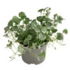 Silberregen -Freien Garten Rabatt Geschäft 8809550 WE FS 002 DICHONDRA