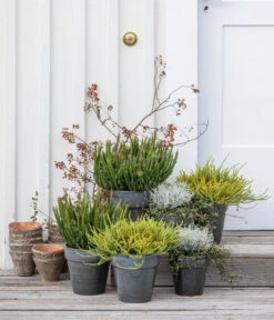 Krähenbeere -Freien Garten Rabatt Geschäft 8810368 WE MO 001 SkylineHerbstfeuer 1