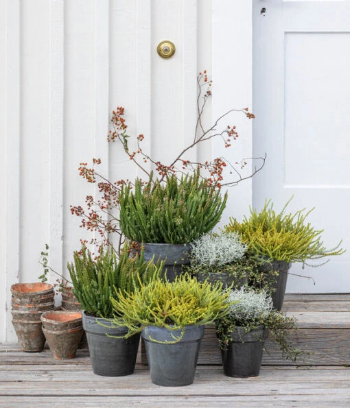 Krähenbeere -Freien Garten Rabatt Geschäft 8810368 WE MO 001 SkylineHerbstfeuer 1