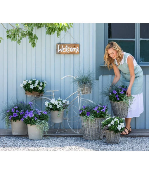 Blauschwingel 'Compact Blue' -Freien Garten Rabatt Geschäft