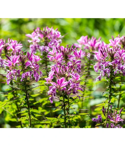 Spinnenpflanze 'Rosa' -Freien Garten Rabatt Geschäft 8821548 8810574 PR MO CleomeSpinnenpflanzeLuckner