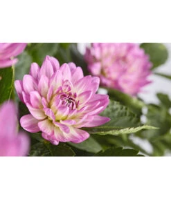 Dehner Premium Dahlie -Freien Garten Rabatt Geschäft 8822462 PR DE 002 DahliaHybridePremiumT25DehnerExpressZS