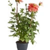 Dehner Premium Dahlie -Freien Garten Rabatt Geschäft 8822462 PR FS 001 DahliaHybridePremiumT25DehnerExpressZS