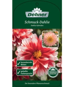 Dehner Premium Dahlie -Freien Garten Rabatt Geschäft 8822462 Schmuck Dahlie Etikett 1