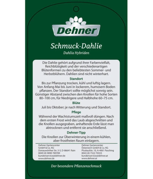 Dehner Premium Dahlie -Freien Garten Rabatt Geschäft 8822462 Schmuck Dahlie Etikett 2