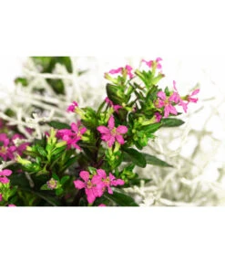 Pflanzen-Duo Herbstbrise, Verschiedene Sorten -Freien Garten Rabatt Geschäft 8823833 WE DE 002 GitterkrautKoecherbluemchenMixRosa