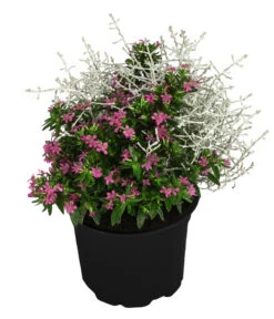 Pflanzen-Duo Herbstbrise, Verschiedene Sorten -Freien Garten Rabatt Geschäft 8823833 WE FS 003 GitterkrautKoecherbluemchenMixRosa