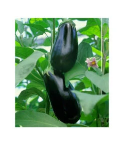 Dehner Gourmet Garten Aubergine, Veredelt -Freien Garten Rabatt Geschäft 8830051 BildFS 001 AubergineCarmenGgAubergineCarmen