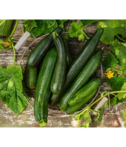 Schlangengurke -Freien Garten Rabatt Geschäft 8831000 8830788 WE MO 001 GurkeZucchini