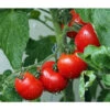 Bioland Buschtomate -Freien Garten Rabatt Geschäft 8831968 WE MO 001 BioBuschtomate