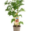 Pick-a-Tom® Cocktailtomate 'Candy' Mit Früchten -Freien Garten Rabatt Geschäft 8838815 PR FS 002 PickaTomBeerentomateCandyT14DehnerExpressHerzig