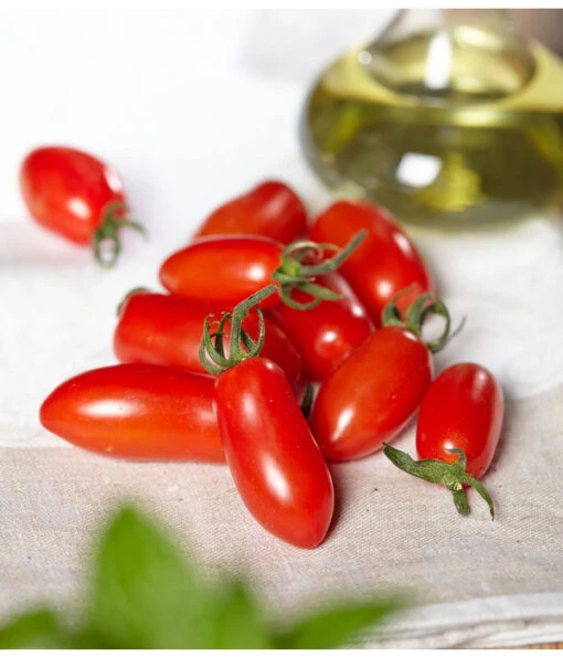 Mini San-Marzano Tomate 'Trilly' -Freien Garten Rabatt Geschäft 8839144 PR MO 0001 TomateTrillyRenner