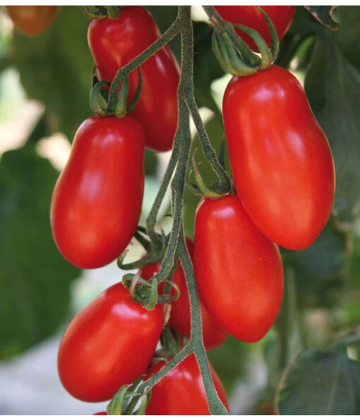 Mini San-Marzano Tomate 'Trilly' -Freien Garten Rabatt Geschäft 8839144 we DE 001 TomateTrilly