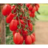 Mini San-Marzano Tomate 'Trilly' -Freien Garten Rabatt Geschäft 8839326 WE MO 002 PflaumentomateTrilly