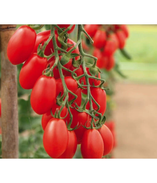 Mini San-Marzano Tomate 'Trilly' -Freien Garten Rabatt Geschäft 8839326 WE MO 002 PflaumentomateTrilly