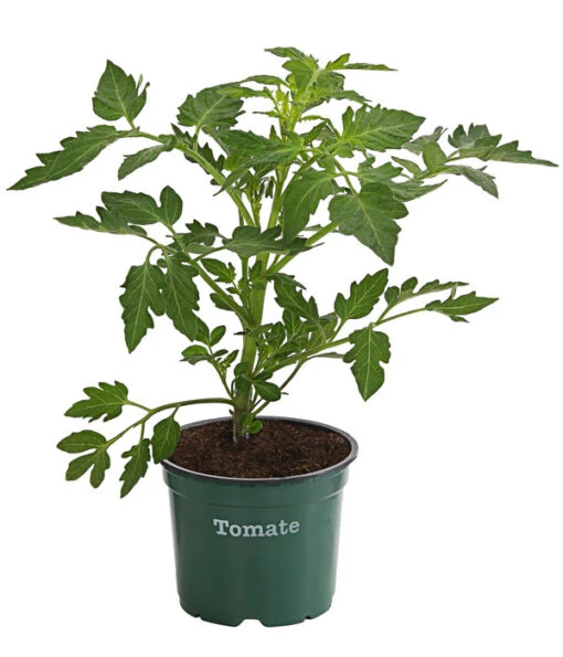 Bioland Tomate, Rundfruchtig -Freien Garten Rabatt Geschäft 8842619 WE FS 001 TomateRundfruchtigBioLycopersionEsculentumT12