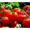 Bioland Tomate, Rundfruchtig -Freien Garten Rabatt Geschäft 8842619 WE MO 002 TomateRundfruchtig