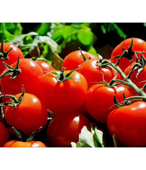 Bioland Tomate, Rundfruchtig -Freien Garten Rabatt Geschäft 8842619 WE MO 002 TomateRundfruchtig