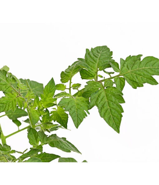 Bioland Cherrytomate -Freien Garten Rabatt Geschäft