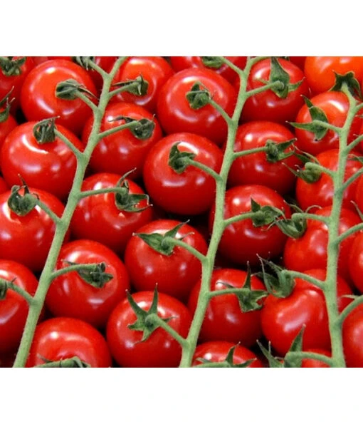 Bioland Cherrytomate -Freien Garten Rabatt Geschäft 8842635 WE DE 001 Bio Cherrytomate