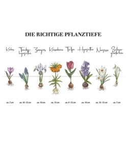 Dehner Blumenzwiebel 5 Monate Blütenpracht, 200 Stk. -Freien Garten Rabatt Geschäft Infografik Blumenzwiebel