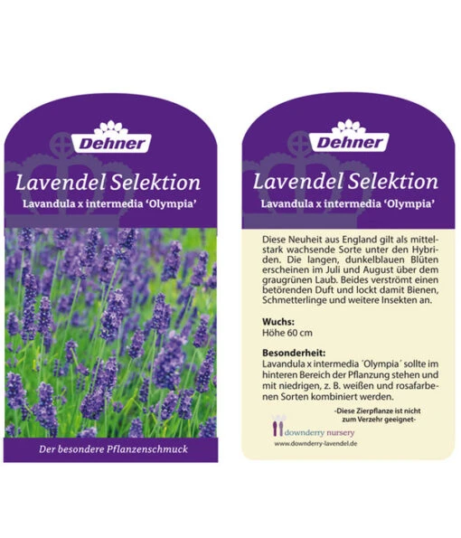 Lavendel 'Olympia' -Freien Garten Rabatt Geschäft LavendelOlympia