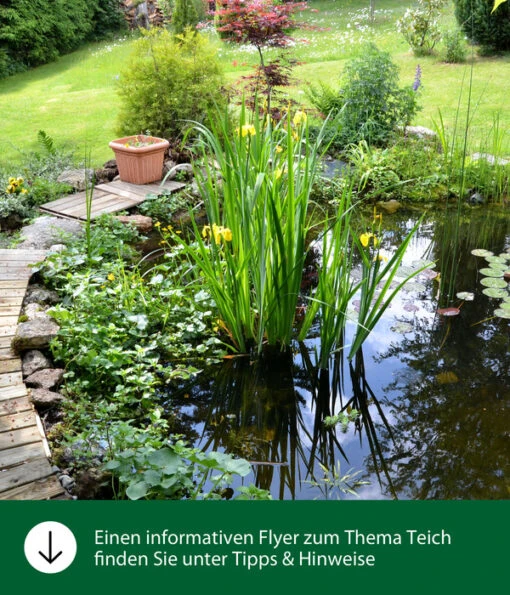 Dehner Aqua Teichfischsnack Seidenraupen, 300 G -Freien Garten Rabatt Geschäft WE IG FlyergrafikDehnerAquaGartenteich 1