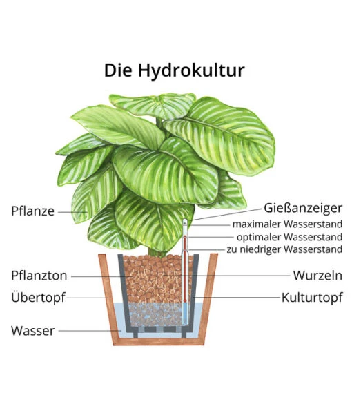 Drachenbaum - Dracaena Fragrans 'Arturo', Hydrokultur -Freien Garten Rabatt Geschäft WE MO Hydrokultur Hydropflanze Grafik 2