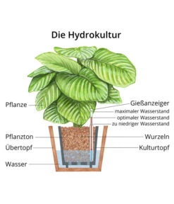 Drachenbaum - Dracaena Fragrans 'Green Jewel', Hydrokultur -Freien Garten Rabatt Geschäft WE MO Hydrokultur Hydropflanze Grafik